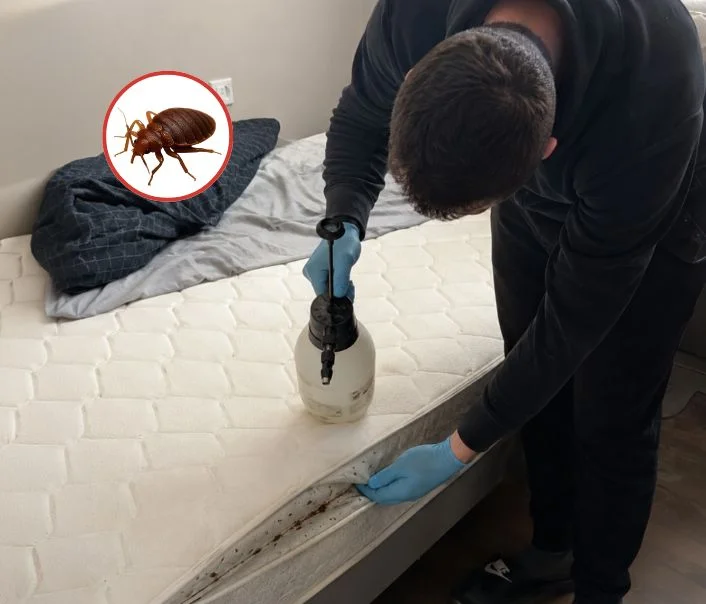 Technicien traitant un matelas contre les punaises de lit à Arnouville-lès-Mantes